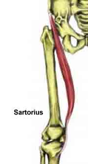 عضله  خیاطه(Sartorius muscle ) 